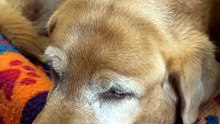 🐶 Senior Dog's Cloudy Eyes Light Up When His Volunteer Arrives 🐾