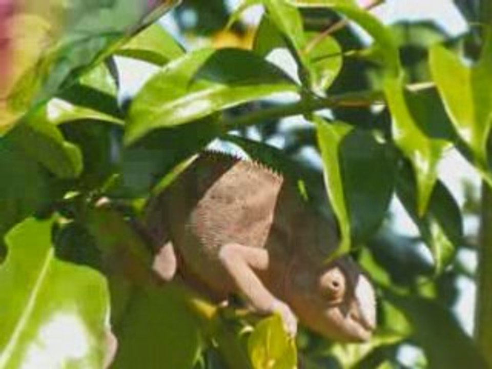 clip 974 paysages su un son km david nouveauté 2008