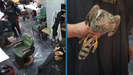 Atmacanın berberdeki avı güvenlik kamerasında