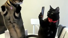 Funny Cat Videos 😻 Adorable Dancing Cats #catfunny