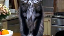 Funny Cat Videos 😻 Adorable Dancing Cats #catfunny