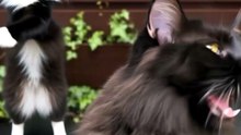 Funny Cat Videos 😻 Adorable Dancing Cats #catfunny