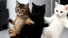 Funny Cat Videos 😻 Adorable Dancing Cats #catfunny