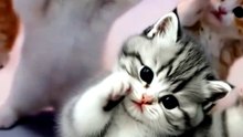 Funny Cat Videos 😻 Adorable Dancing Cats #catfunny