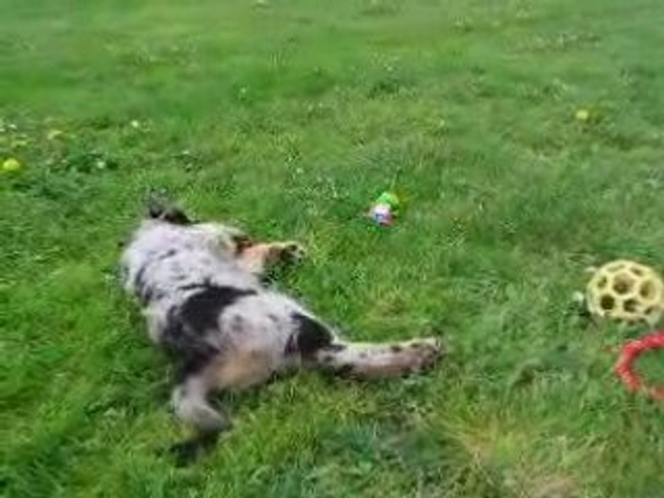 Dew et sa grenouille