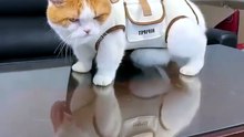 Stylish Pet Sling Bag Walk, Carry & Travel With Your Cat or Dog