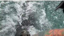 Funny sea lion shakes his head no when tourists offer him a dead fish