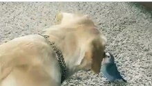 Gentle dog turns an unlikely meeting into a playful moment with a budgerigar
