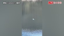 不明白色光影晃動！台東嘉明湖「水怪出沒」？