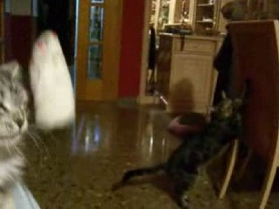 atrapando el ratón