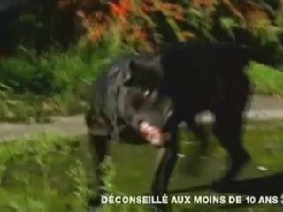 Reportage BBC Pitbull Les Dessous Des Combats De Chien 1 / 3