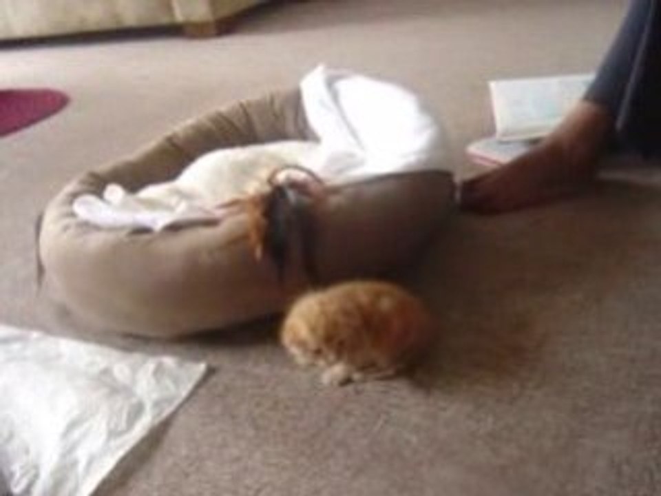 BEBE CHAT