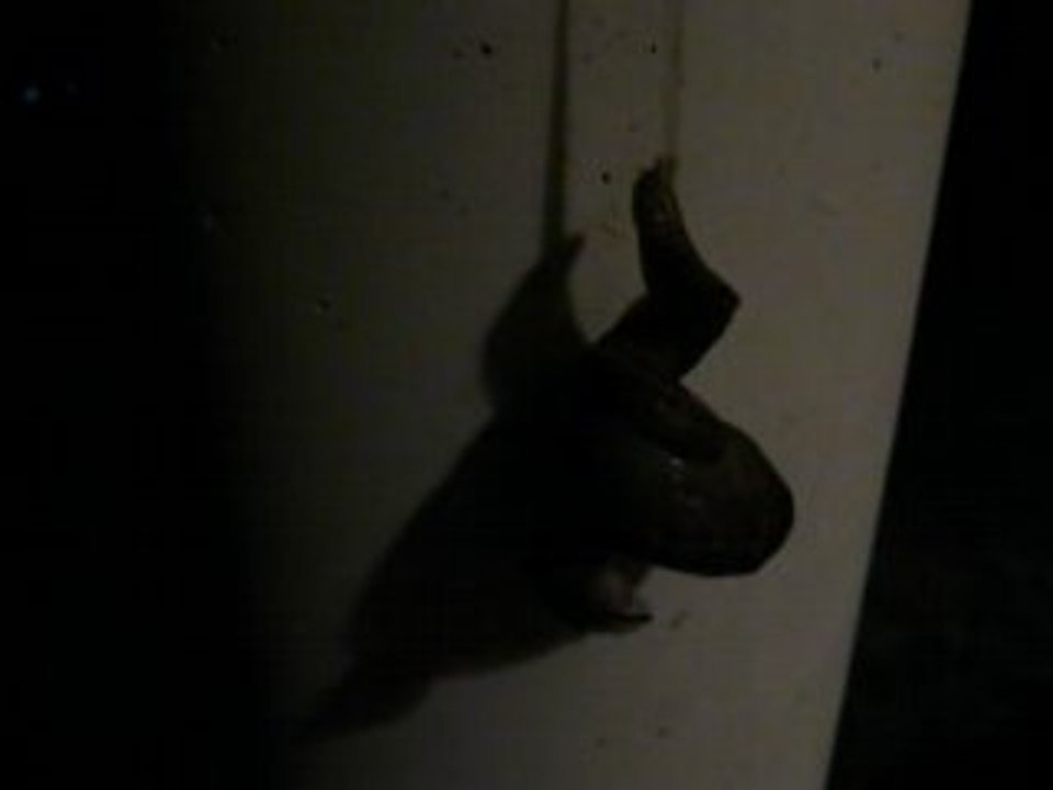 21aout08 limaces