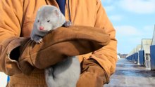 A landmark win as fur farms close for good