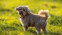 Meet 12 Tiny Dogs Ideal for First-Time Pet Owners