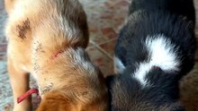 Two Rescue Puppies Sharing One Water Bowl 🐶🐾 Pure Sibling Love