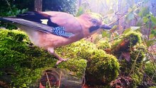 Hidden Forest Feeding Station Catches Birds and Beech Marten on Camera