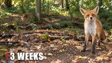 Hidden Camera Captures a Red Fox in the Forest Creek