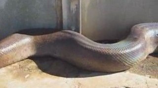 Python énorme plus de 10m de long