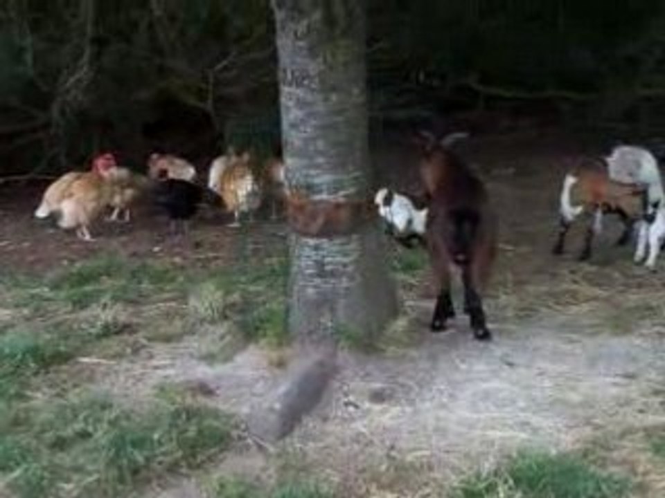 Nesquik et Galak 12 jrs