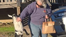Adorable baby goat follows grandma everywhere despite her attempts to shoo it away
