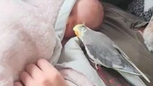 Heartwarming parrot sings to a newborn baby and gently rubs his head against the baby's cheek
