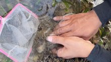 Unexpected low-tide surprise as clownfish slip through a small net in a natural shore pool