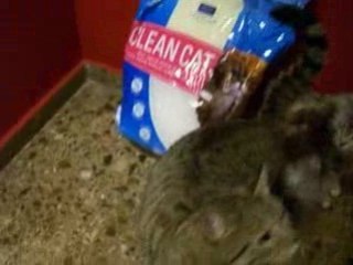 perros y gatos comparten sus regalos de navidad.