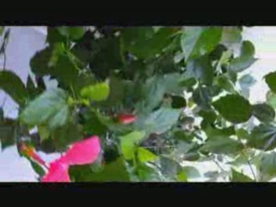 mon Hibiscus