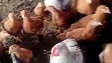 Lindos aves