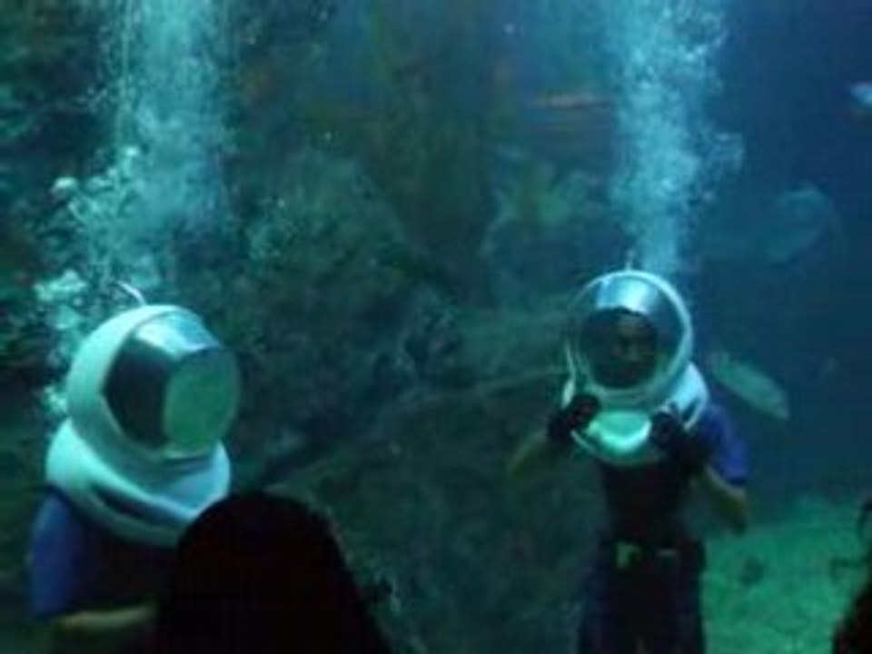 Salut les requins -2-