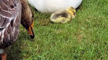 Lemongrab beams proudly during Take Your Kid To Work Day. | #SparklegleamFarm #Lemongrab #Tooey #Plop #homestead #goose #farmanimals #soft #cute