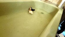 DVD bath exercise was momentarily forgotten thanks to the peanut gallery's sudden topic change. | #SparklegleamFarm #MTM #DickVanDuck #DVD #MaryTylerMolt #farm #ducks #farmanimals #soft #cute