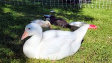 Lemonhope contemplates the goose in the water. | #SparklegleamFarm #Lemonhope #farm #geese #farmanimals #soft #cute