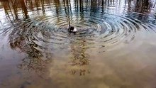 Baby Tooey joyously amused herself in the pond. | #SparklegleamFarm #Lemongrab #Tooey #farm #geese #farmanimals #UNACCEPTABLE #cute