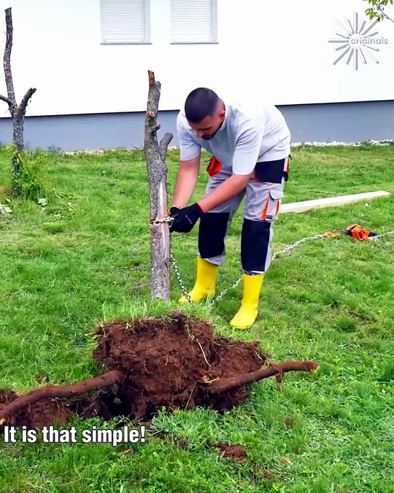 Remove tree stumps easily 🌳 - video Dailymotion