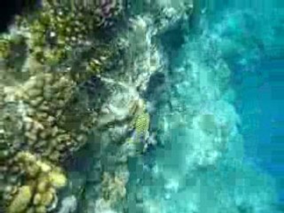 Ras um sid (fischschwarm)