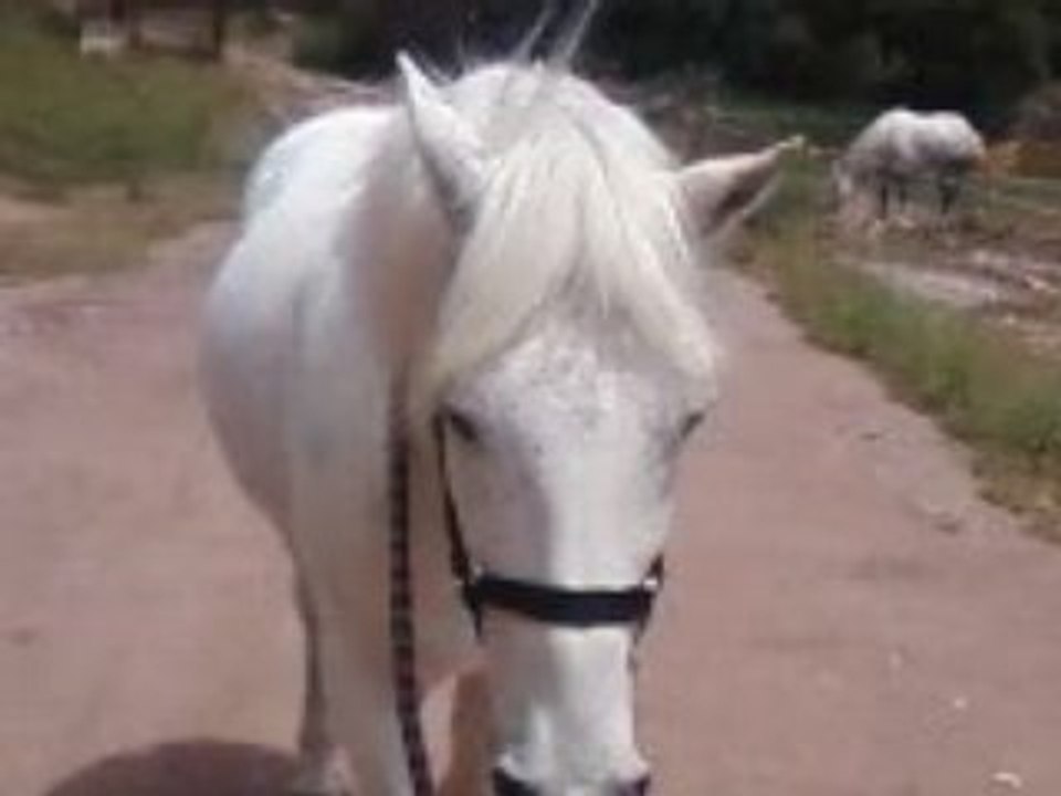 MOn AmOur Ma Viie MOn cOeur (ll)