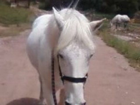 MOn AmOur Ma Viie MOn cOeur (ll)