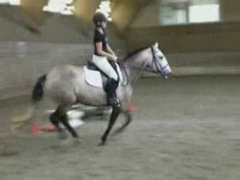 jument pur sang lusitanien propolis