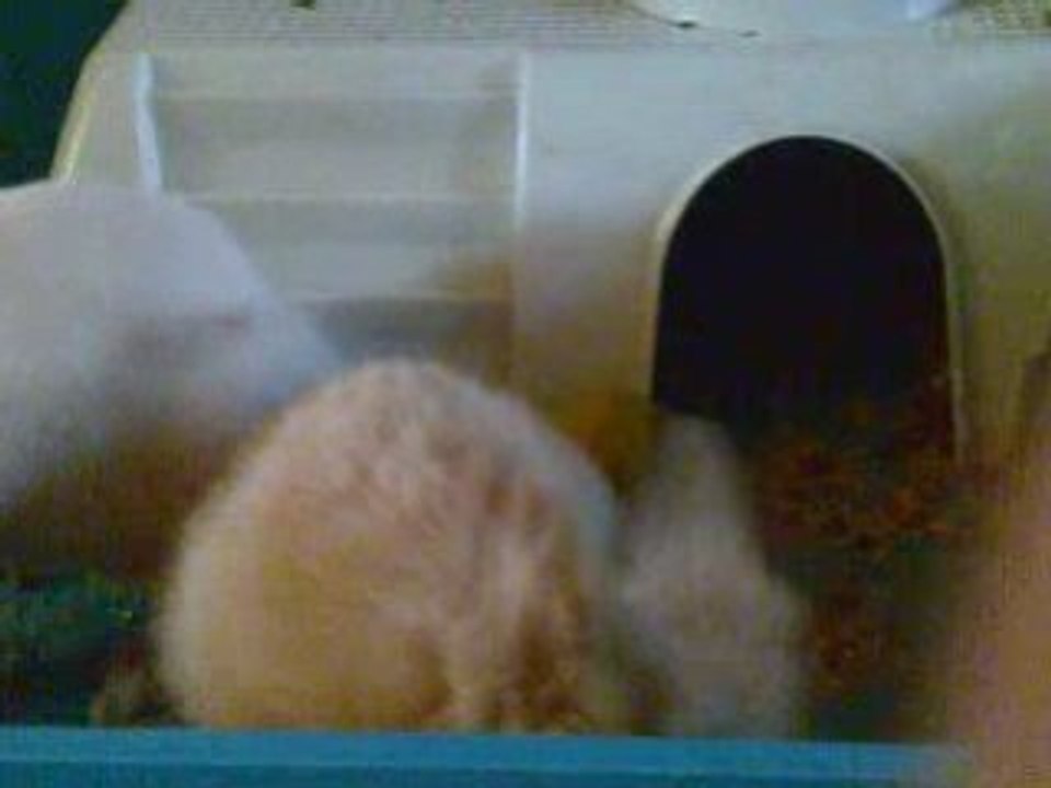 Vidéo002
