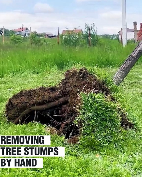 Remove tree stumps easily 🌳 - video Dailymotion