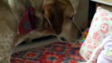 Rescue Dog Meets a Baby for the First Time 🥹 Lies Down to Be Small 🐾