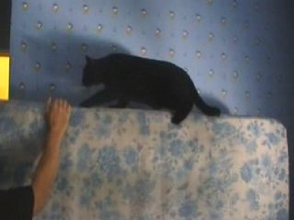 Mon chat / mon cheri que j'aime