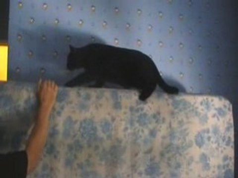 Mon chat / mon cheri que j'aime