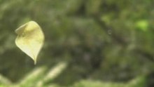 leaf in the wind