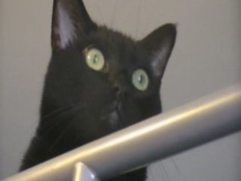 Mon chat / mon cheri que j'aime 2