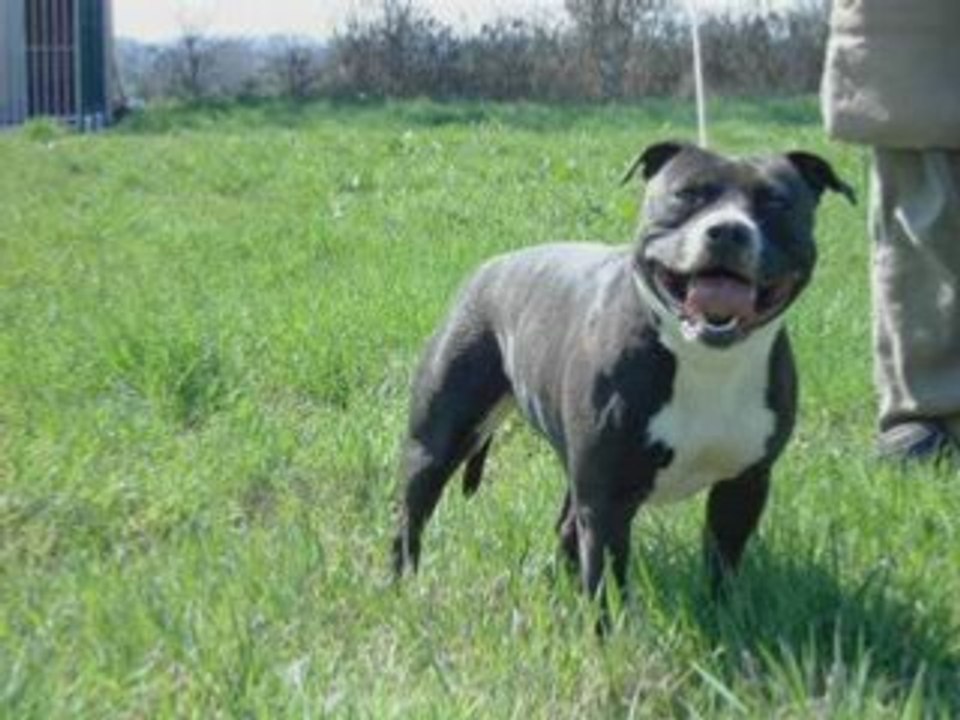 les chien dangereux