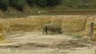 Zoo Doué la Fontaine : rhinocéros