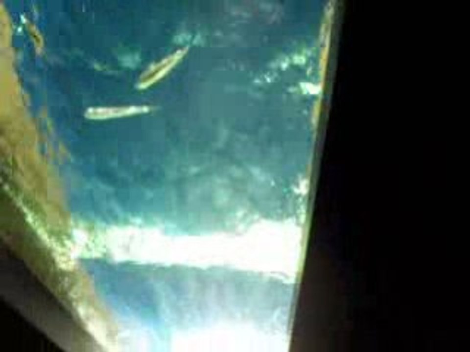 Poisson_1539
